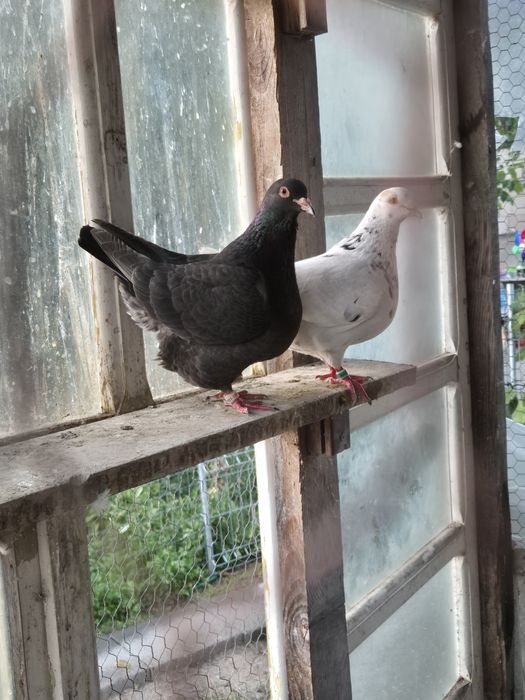 De vanzare porumbei texani