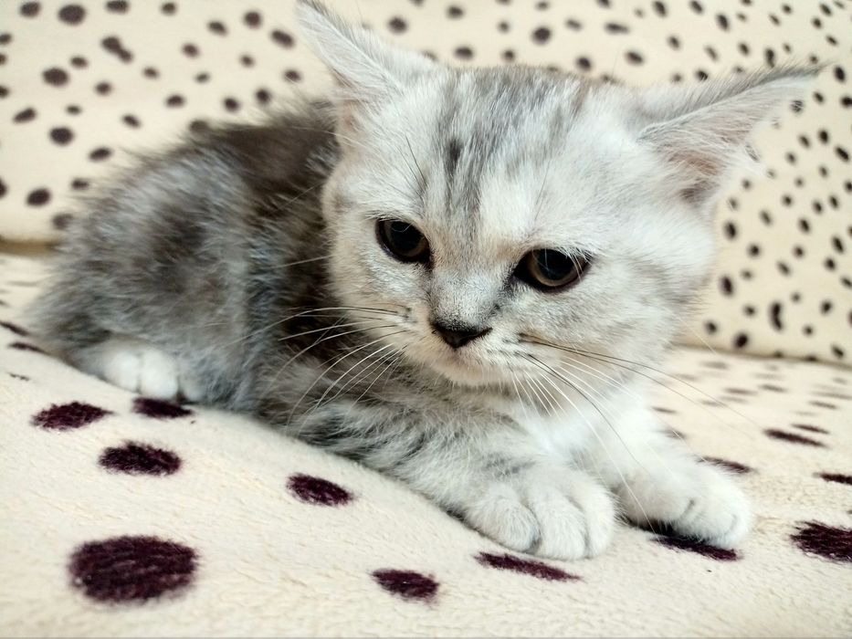 Британские котята