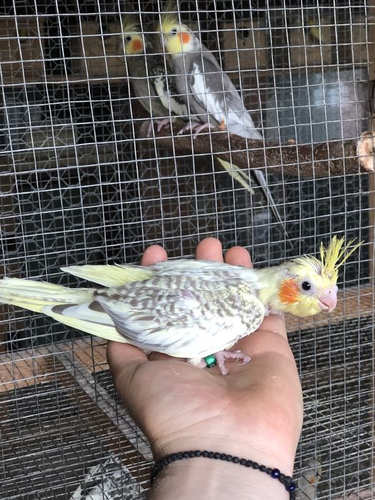 Pui papagali nimfa nimfe