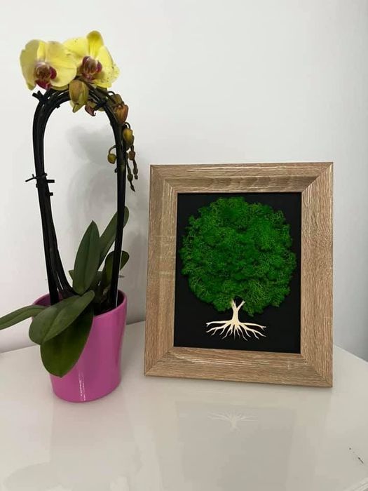 Tablou copacel cu licheni naturali, stabilizati