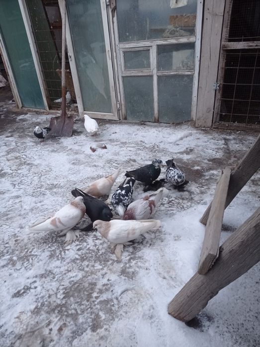 Голуби  молодежь