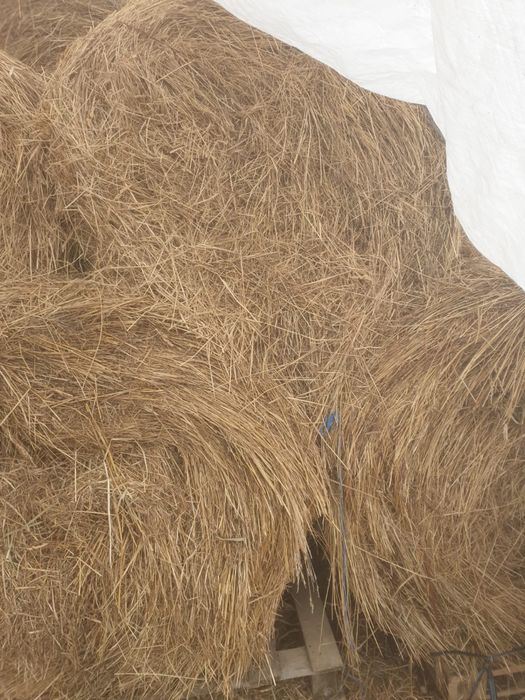 Baloti rotunzi fan 120x120