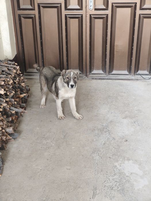 Собаки. Животные