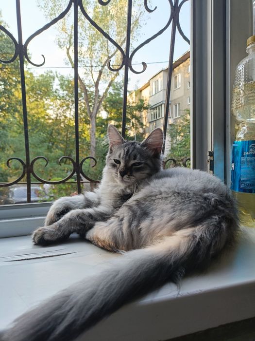 Сибирский котенок