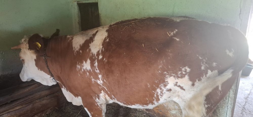 Vand junincă de un an jumate
