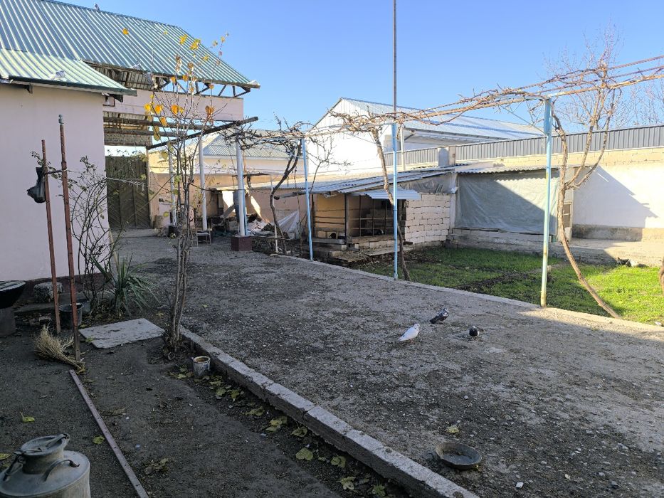 Hovli sotiladi 5 sutix