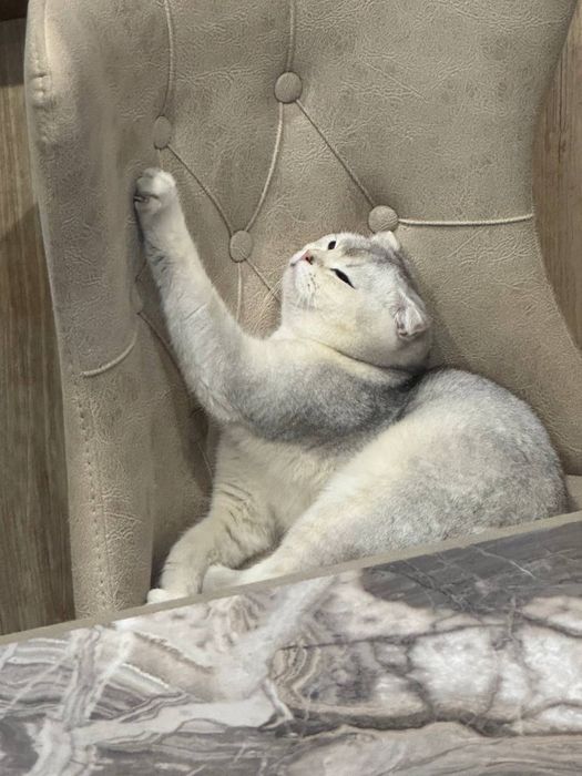Кошка вислоухая 1 год