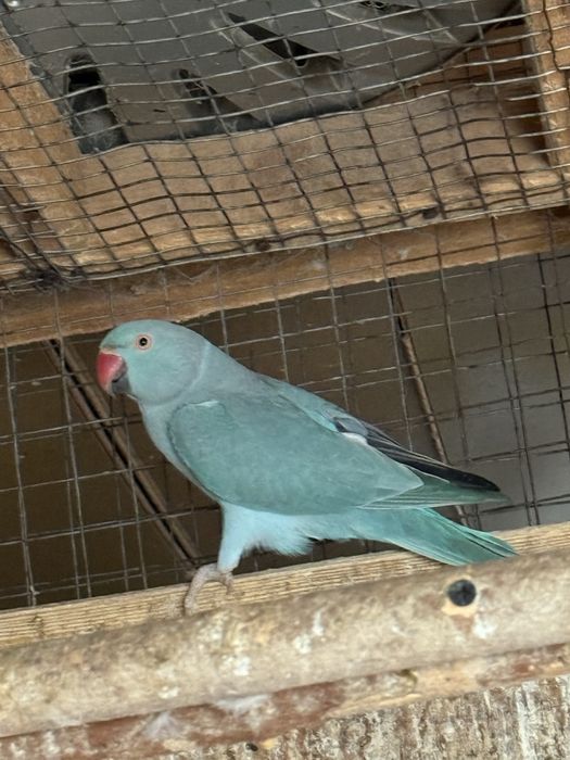 Perechi mature papagali micul alexandru