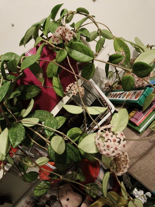 Vand hoya carnosa