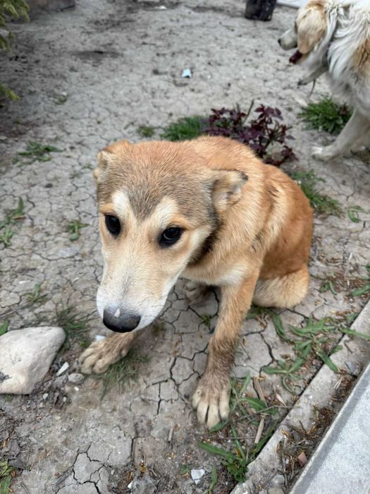 Отдаем  щенков в добрые руки