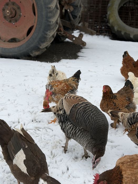 Pereche de curci pentru reproducere