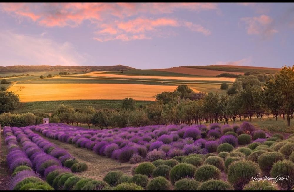 Teren - Gradina de Lavanda (2500 mp)  Calarasi jud Cluj