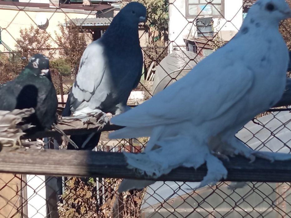 Голуби разных пород