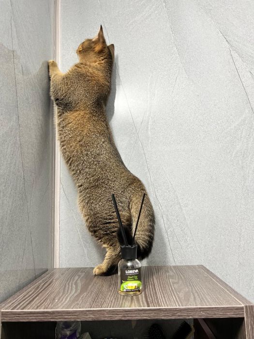 Котик ищет кошечку