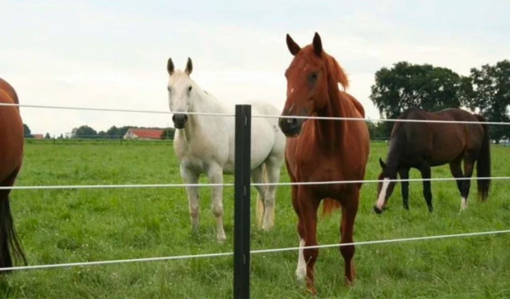 Электропастух Электрический забор Гинератор импульсов СТАТИК 3М