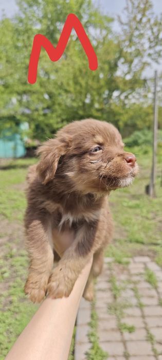 Отдам даром щенков