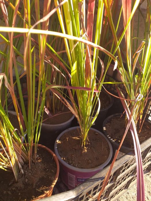 Многогодишна трева Императа Red Baron