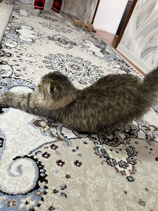 Мысык сатылады 4айлык