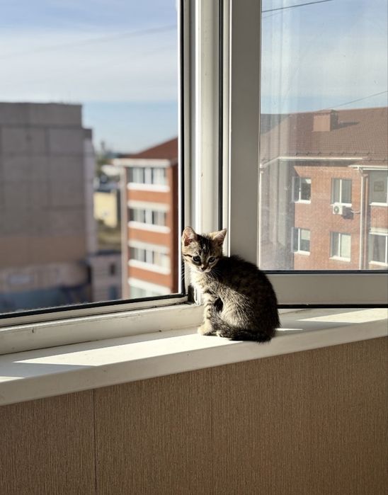 Отдам кошку 1 год