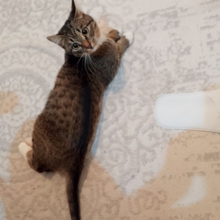 Отдам даром хорошом руки