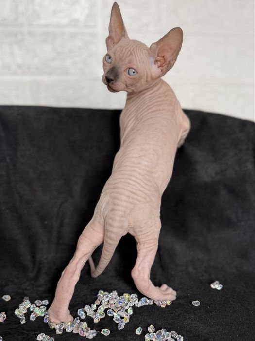 Sphynx Canadian pedigree si teste