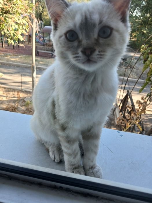 Отдам котят в добрые руки