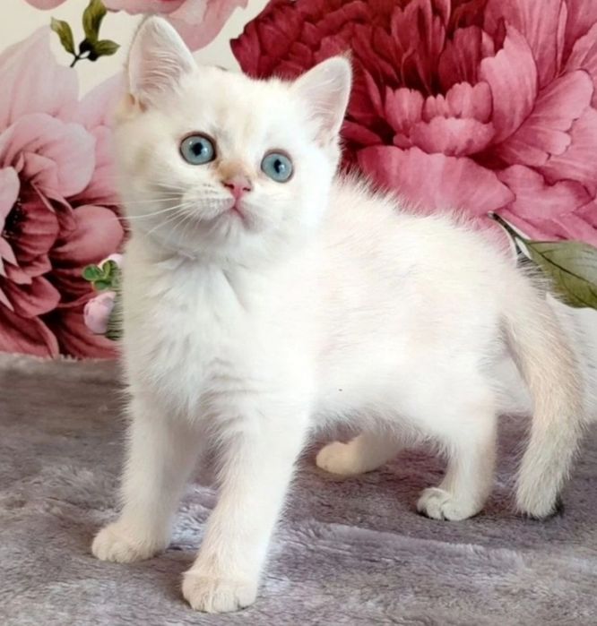 Шиншиллки шотландские котята