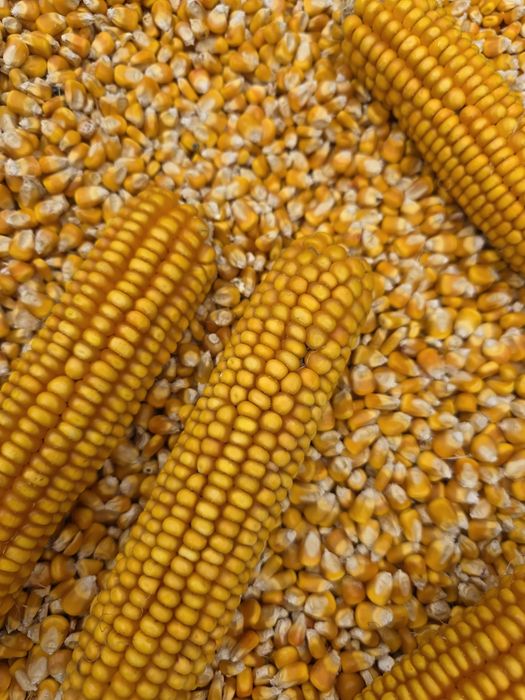 Vând porumb boabe uscate producție 2025