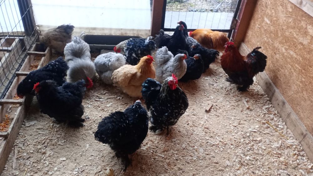 Oua cochinchina pitic