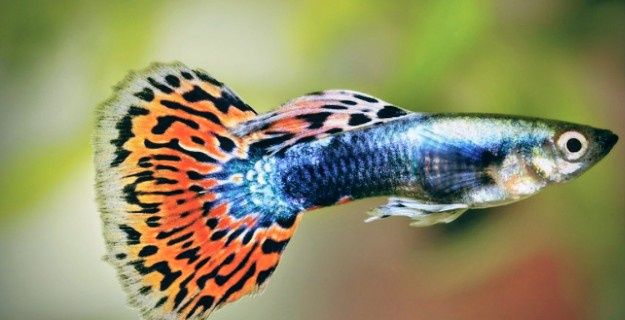 Продам гуппи и меченосец