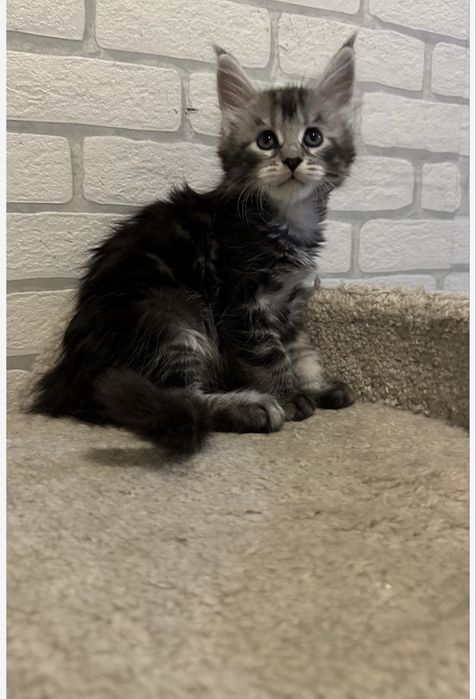 Котята! Продажа! Мейн-Кун!