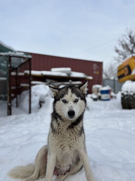 Отдам хаски девочка