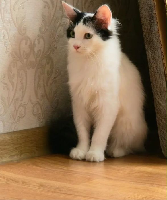 Котянок есть 2 штук