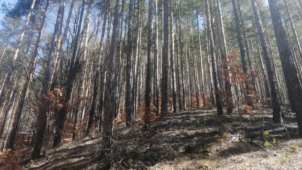 Продава се Земеделски имот в Якоруда -  кв.м за 112 €/дка - Снимка #1