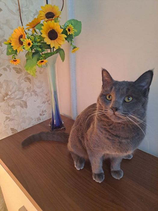 Кот Британец короткошорстый