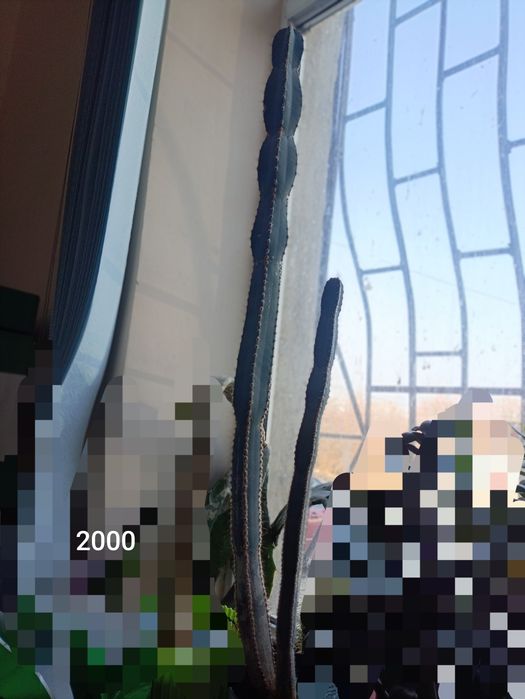 Неприхотливые комнатные цветы