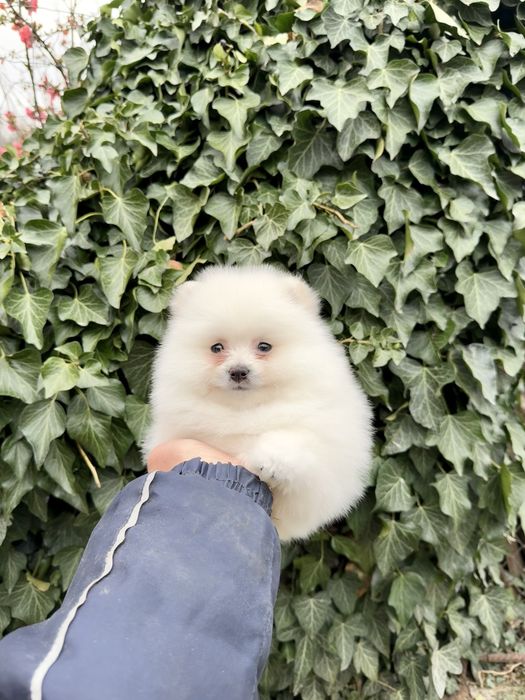 Померан мини момче. Померанче