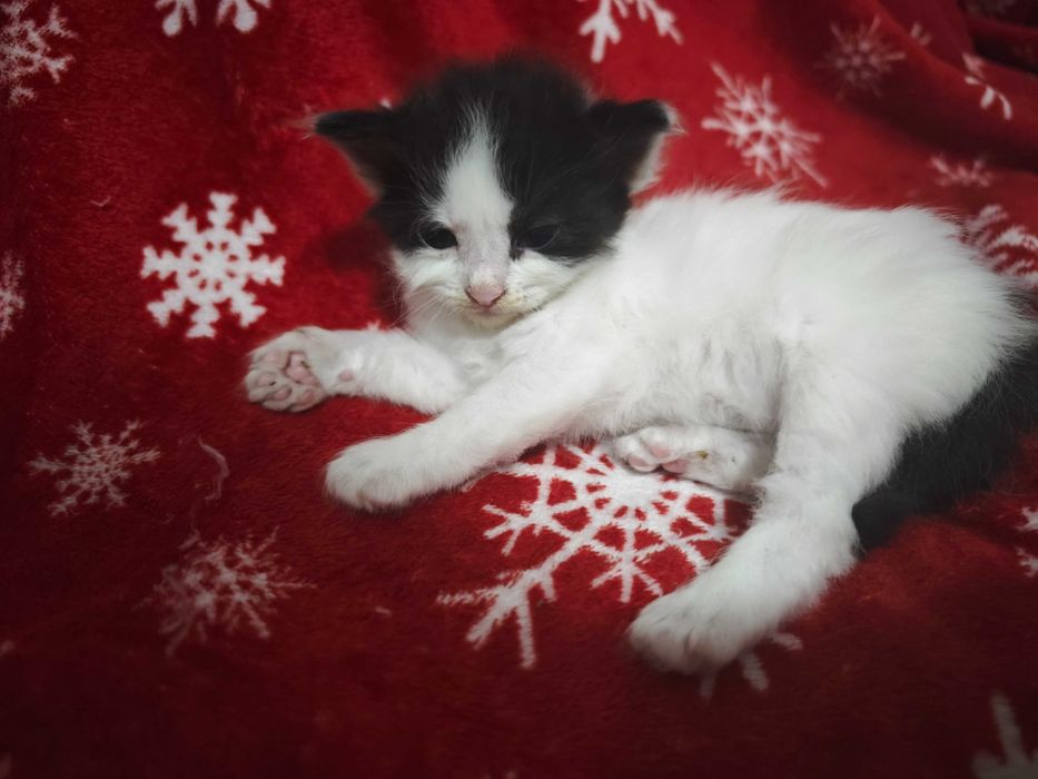 Adopție pisoi București