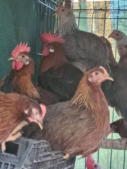 Vând cocosi tineri  din rasa italiana  arginti .potarnichi și perlat