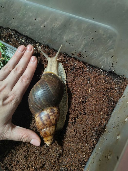 Улитки ахатины продажа