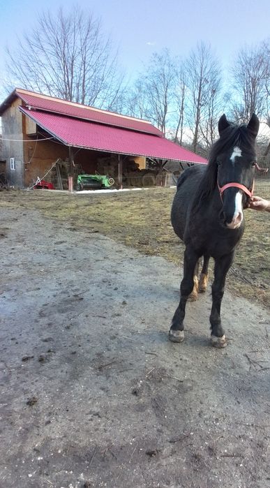 Vând Armăsar din Mama Frizian / Tata Semigreu.