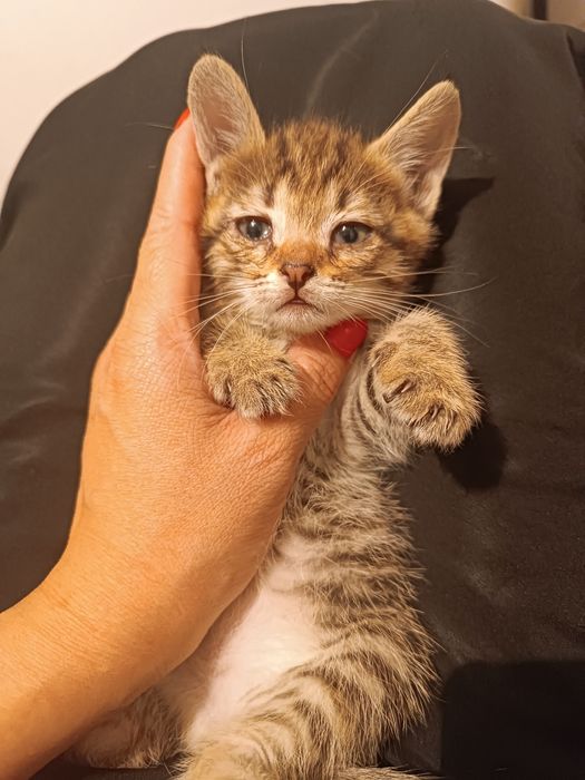 Котенок девочка ,ей 1,5 месяцев