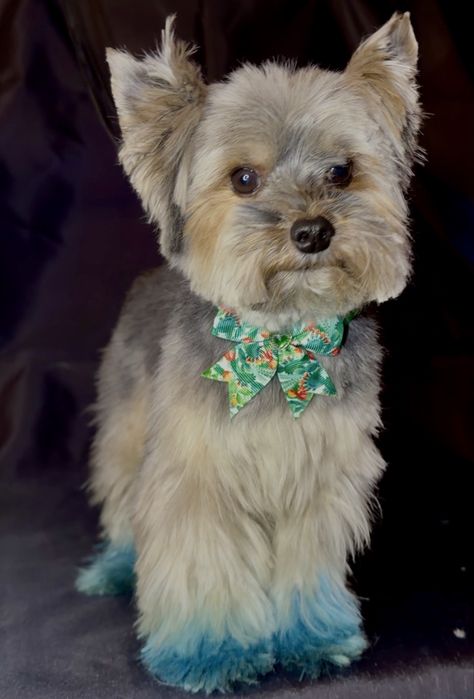 Tuns catei bragadiru 20%reducere