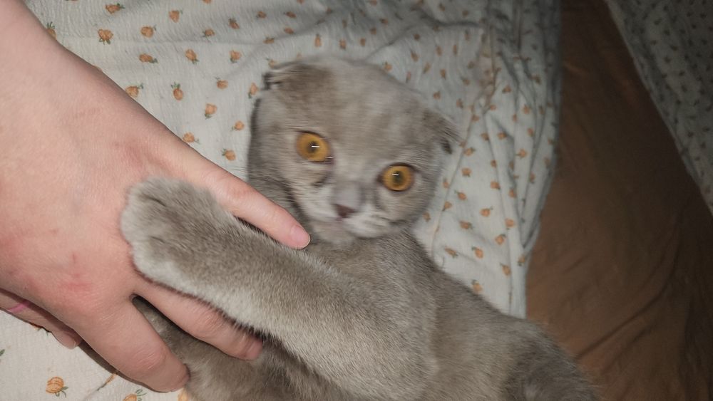 Mushuk juda ozoda oz tualetiga boradi