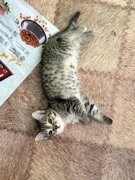 Котенок от крысоловки