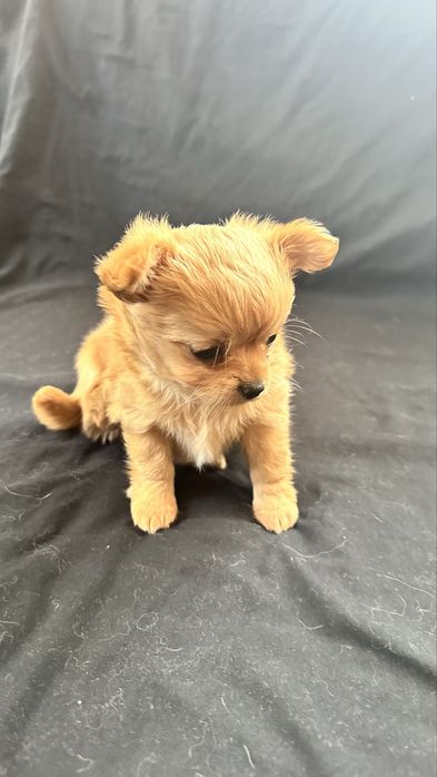 Малышка чихуахуа с документами