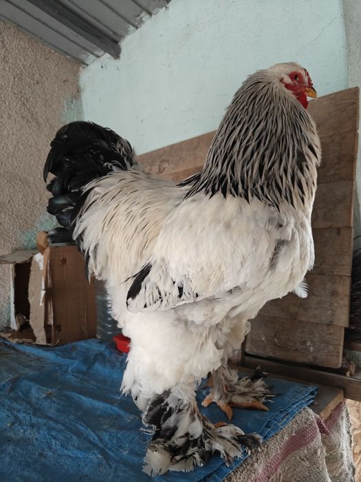 Cocoși rasă de vânzare