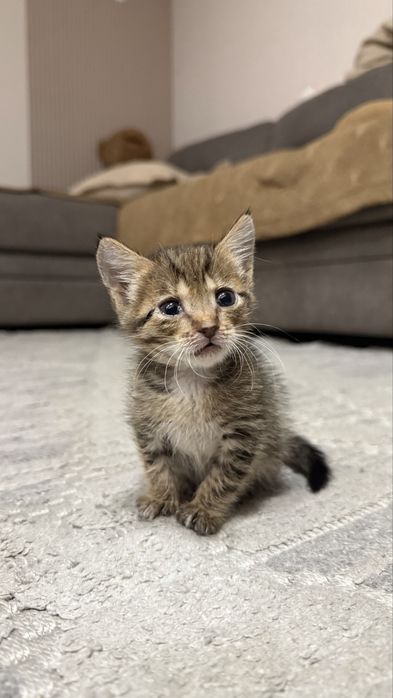 Котенок, мальчик