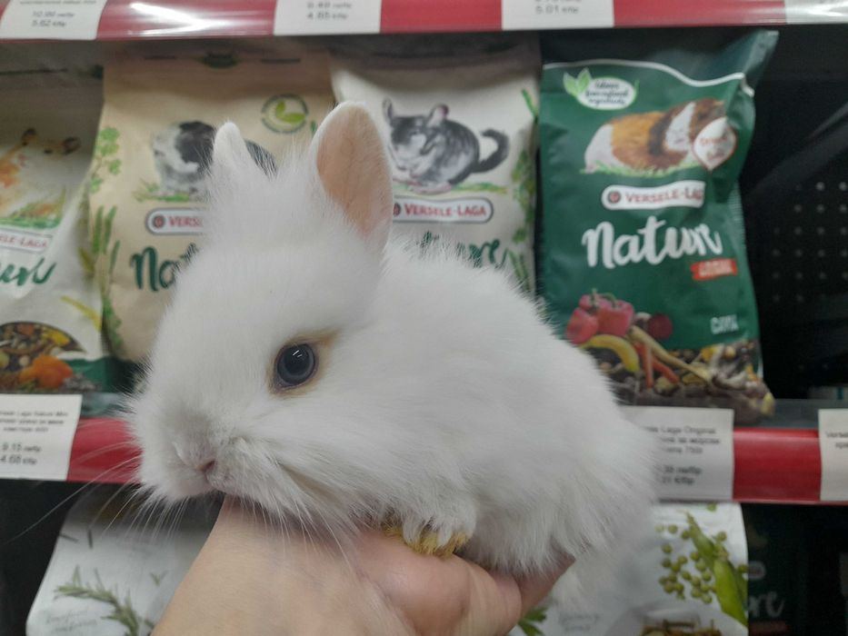 Декоративно мини зайче на 1 месец