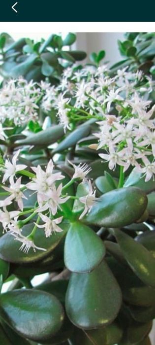 Денежное дерево " Толстянка "